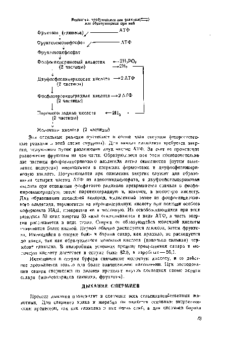 Эти отдельные реакции протекают в сотые доли секунды (второстепенные реакции в этой схеме опущены). Для начала гликолиза требуется энергия, получаемая путем разложения двух частиц АТФ. За счет ее происходит разложение фруктозы на две части. Образующиеся при этом последовательно две частицы фосфоглицеринового альдегида легко окисляются (путем выделения водорода) имеющимися в спермиях ферментами в двуфосфоглицери-новую кислоту. Получающаяся при окислении энергия служит для образования четырех частиц АТФ из аденозиндифосфата, а двуфосфоглицериновая кислота при отпадении фосфатного радикала превращается сначала в фосфо-пировиноградную, затем пировиноградную и, наконец, в молочную кислоту. Для образования последней водород, выделенный ранее из фосфоглицериио-вого альдегида, переносится на пировиноградную кислоту при помощи особого кофермента НАД, превращая ее в молочную. Из освобождающихся при этих реакциях 50 ккал энергии 33 ккал откладываются в виде АТФ, а часть энергии рассеивается в виде тепла. Сперма от образующейся молочной кислоты становится более кислой. Первой обычно расходуется глюкоза, затем фруктоза. Имеющийся в сперме быка и барана сахар, как правило, не расходуется до конца, так как образующаяся молочная кислота (довольно сильная) термозит гликолиз. В анаэробных условиях процент превращения сахара в молочную кислоту достигает в сперме быка 82,6, в аэробных — 56,1.