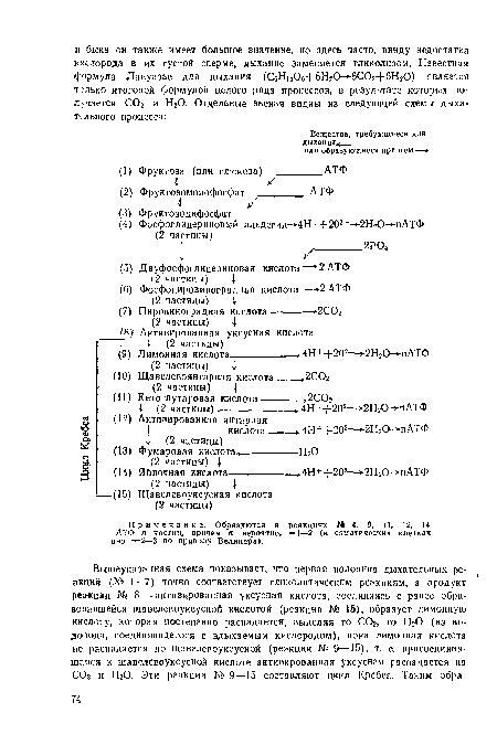 Примечание. Образуются в реакциях № 4, 9, П, 12, 14 АТФ п частиц, причем п, вероятно, =1—2 (в соматических клетках оно =2—3 по правилу Белицера).