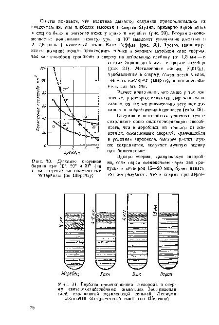 Дыхание спермиев барана при 10°, 20° и 37° (на 1 мл спермы) за получасовые интервалы (по Шергину)