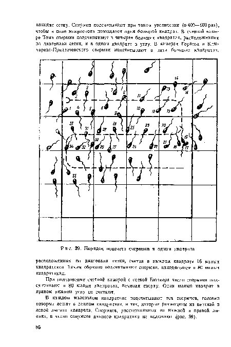 В каждом маленьком квадратике подсчитывают тех спермиев, головки которых лежат в данном квадратике, и тех, которые размещены на верхней и левой линиях квадрата. Спермиев, расположенных на нижней и правой линиях, в число спермиев данного квадратика не включают (рис. 39).