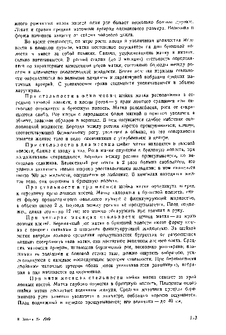 При стельности в два месяца шейка матки находится в тазовой полости, ближе к входу в таз. Рога матки опущены в брюшную полость, при поглаживании сокращаются. Борозда между рогами прощупывается, но несколько сглажена. Беременный рог почти в 2 раза больше свободного, его удается захватить только широко расставленными пальцами; в нем находится около 500 мл жидкости, ощущается ее зыбление, В яичниках находится желтое тело, они опущены в брюшную полость.