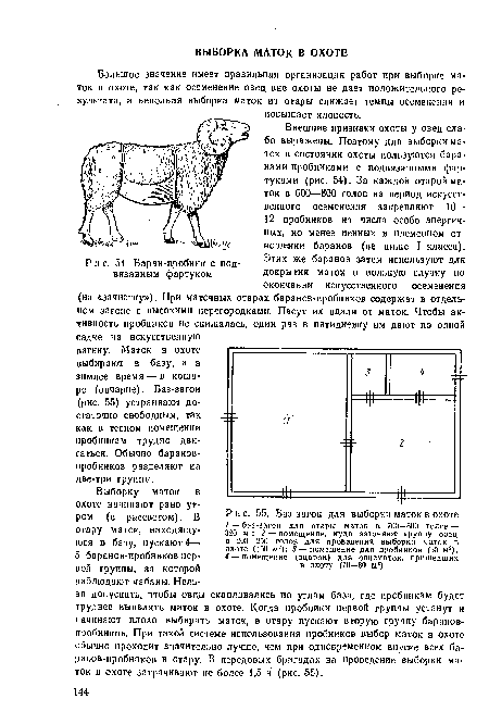 Баран-пробник с подвязанным фартуком