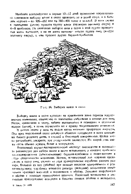 Всесоюзный научно-исследовательский институт овцеводства и козоводства рекомендует дли отбора маток в охоте использовать в качестве пробников вазэктомированных (обеспложенных) баранов-пробников с подвязанными к груди специальными метчиками. Метчик, используемый для таврения приходящих в охоту овец, состоит из двух прямоугольных коробочек разного размера. Большая из них (обойма) при помощи заклепок прикрепляется к рем-ню-нагруднику; коробочка меньшего размера (вкладыш) заполняется специальной красящей мастикой н вставляется в обойму. Вкладыш закрепляется п обойме с помощью проволочного шплинта. Последний вставляется в специально просверленные отверстия в боковых стенках обоймы и вкладышах.