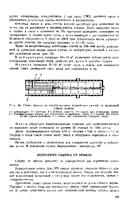 Основные матки в день отъема поросят поступают для осеменения на пункт, где их размещают в индивидуальных станках. Здесь выявляют маток и свииок в охоте и осеменяют их. По окончании последнего осеменения их выдерживают в течение одних суток, а затем переводят в цех содержания до 32-дневной супоросности. С 32-го по 108-й день супоросности маток переводят на другой участок, где содержат группами по 11—13 голов.