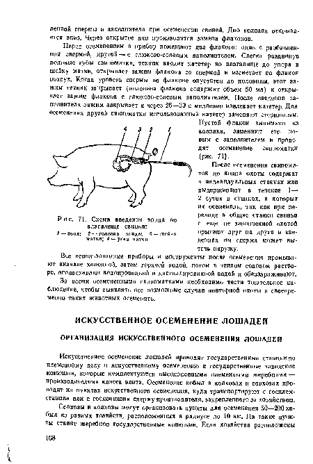 Искусственное осеменение лошадей проводят государственные станции по племенному делу н искусственному осеменению и государственные заводские конюшни, которые комплектуются высокоценными племенными жеребпами — производителями класса элита. Осеменение кобыл в колхозах и совхозах проводят иа пунктах искусственного осеменения, куда транспортируют с госплем-станции или с госконюшни сперму производителя, закрепленного за хозяйством.