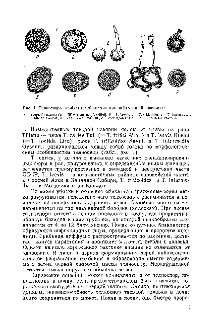 Т. caries, у которого выявлено несколько специализированных форм и рас, приуроченных к определенным видам пшеницы, встречается преимущественно в западной и центральной части СССР, Т. laevis —в юго-восточных районах европейской части, в Средней Азии и Западной Сибири, Т. triticoides и Т. intermedia - - в Молдавии и на Кавказе.