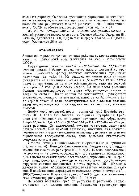 Заболевание распространено во всех районах возделывания пшеницы, ио наибольший вред причиняет на юге и юго-востоке СССР.