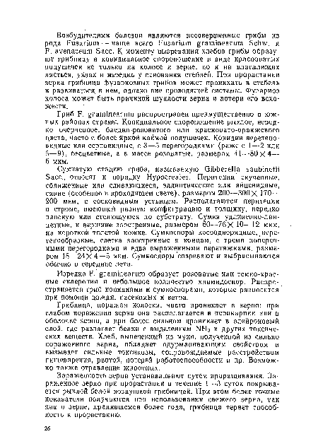 Гриб F. graminearum распространен преимущественно п южных районах страны. Конидиальное спороношение рыхлое, нередко очерченное, бледно-розоватого или красновато-оранжевого цвета, часто с более яркой каймой подушечек. Конидии веретеновидные или серповидные, с 3—5 перегородками (реже с 1—2 или 6—9), бесцветные, а в массе розоватые, размером 41—80X4— 6 мкм.