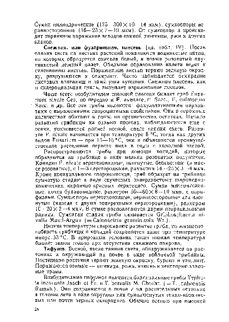 Тифулез. Весной, после таяния снега, обнаруживается иа растениях и окружающей их почве в виде войлочной грибницы. Постепенно растения теряют зеленую окраску, буреют и увядают. Поражаются озимые — пшеница, рожь, ячмень и некоторые злаковые травы.