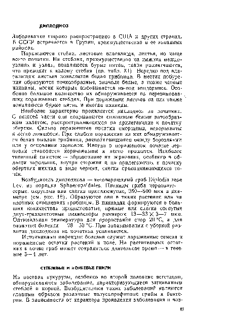 Наиболее характерно проявляется диплодиоз на початках. С нижней части они покрываются сплошным белым ватообразным налетом, распространяющимся на прилегающие к початку обертки. Сильно пораженные початки сморщены, недоразвиты и легко ломаются. При слабом поражении на них обнаруживается белая рыхлая грибница, располагающаяся между бороздками или у основания зерновок. Иногда в пораженном початке зерновки становятся коричневыми и легко крошатся. Наиболее типичный симптом — образование на зерновках, особенно в области зародыша, внутри стержня и на прилегающих к початку обертках никиид в виде черных, слегка приподнимающихся точек.