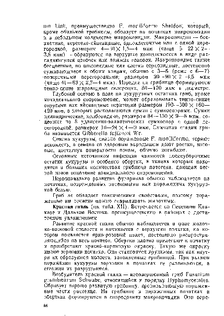 Семена кукурузы, сильно пораженные F. moniliforme, теряют всхожесть, а семена со здоровым зародышем дают ростки, которые, достигнув поверхности почвы, обычно погибают.