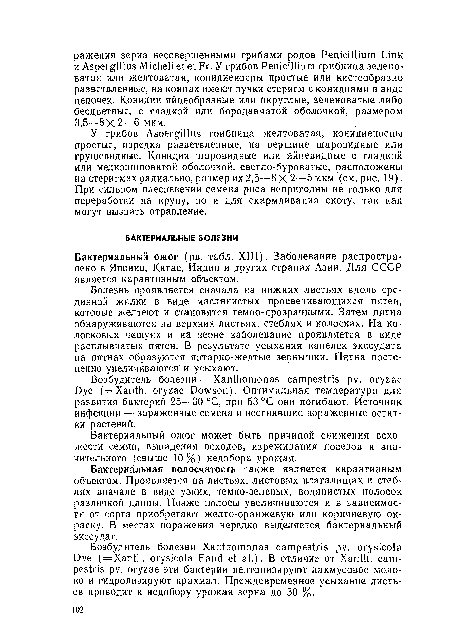 У грибов Aspergillus грибница желтоватая, конидиеносцы простые, изредка разветвленные, на вершине шаровидные или грушевидные. Конидии шаровидные или яйцевидные с гладкой или мелкошиповатой оболочкой, светло-буроватые, расположены на стеригмах радиально, размер их 2,5—8 X 2—5 мкм (см. рис. 19). При сильном плесневении семена риса непригодны не только для переработки на крупу, но и для скармливания скоту, так как могут вызвать отравление.