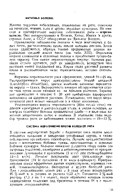 Проявляется заболевание сначала в виде желтоватых и белых точек, расположенных вдоль жилок молодых листьев. Затем пятна удлиняются, образуя тонкие прерывистые штрихи параллельно средней жилке листа (цв. табл. XIII), Отдельные штрихи сливаются в сплошные полосы и приобретают тускло-белую окраску. Они имеют неравномерную ширину. Больные растения сильно кустятся, рост их замедляется, вследствие чего растения имеют карликовый вид. Корни таких растений развиты плохо и располагаются чаще горизонтально, метелки стерильные.