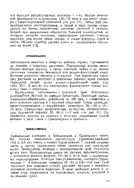 Заболевание выявлено в Хабаровском и Приморском краях. На листьях появляются светло-серые удлиненно-овальные (3,0 X 0,5 см) пятна, с тонкой бурой каймой. С нижней стороны листа в местах нахождения пятен дымчатый или сизо-серый налет. Возбудитель болезни — несовершенный гриб Р1пси1апа grisea Басс. Конидиеносцы дымчатые, прямые, неразветвленные, у основания немного вздутые, 70—80 X 4—5 мкм, с поперечными перегородками. Конидии светло-дымчатые, вытянуто-грушевидные, I—4-клеточные, размером 18—32 X 9,5—12,8 мкм. Гриб поражает ряд злаковых сорных растений, которые и являются основным источником инфекции. В виде грибницы может в течение года сохраняться на пораженных остатках растений и на семенах проса.