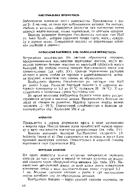 Проявляется в период дозревания проса в виде потемнения и некроза ядра. Иногда пленки зерна приобретают черную окраску и ядро оказывается полностью разрушенным (цв. табл. XV).