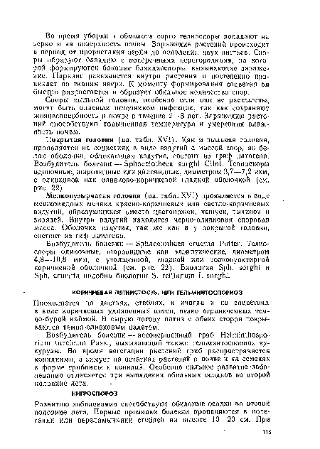 Мелкопузырчатая головня (цв. табл. XVI) проявляется в виде мешковидных мелких красно-коричневых или светло-коричневых вздутий, образующихся вместо цветоножек, чешуек, тычинок и завязей. Внутри вздутий находится черно-оливковая споровая масса. Оболочка вздутия, так же как и у покрытой головни, состоит из гиф патогена.