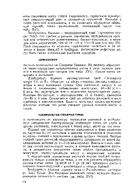 С подсыханием пораженных растений внутри Стеблей сохраняются только волокнистые тяжи, а на поверхности образуются расплывчатые пятна (длиной от 3 до 10 см) кремового цвета с широкой темно-бордовой с фиолетовым оттенком каймой.