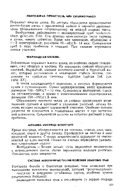 В чехле закладываются перитеции, в которых формируются сумки с сумкоспорами. Сумки цилиндрические, книзу суженные, размером 130—200X7 — 10 мкм. Сумкоспоры желтоватые, сначала одноклеточные, а позже с многочисленными перегородками, размером 100—160x1,5 мкм.