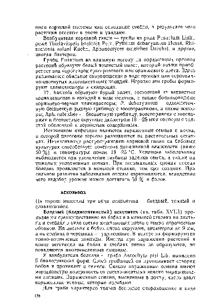 Грибы Fusarium во влажную погоду на пораженных органах растений образуют белый пушистый налет, который позже приобретает вид коростинок ярко-розового или оранжевого цвета. Здесь развивается обильное споропошение в виде прямых или серповид-но-изогнутых многоклеточных конидий. Нередко эти грибы формируют хламидоспоры и склероции.