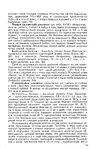 Темный (пятнистый) аскохитоз (цв. табл. XVIII) обнаруживается на листьях, стеблях и бобах в виде темно-коричневых округлых или неправильной формы пятен, диаметром от 0,5 до 8 мм (большие пятна, как правило, зональные). По краям они очерчены нерезко, в центре всегда темные. На больших пятнах образуются пикниды, располагающиеся по всей их поверхности. При поражении стеблей наблюдается образование язв, а на всходах почернение и загнивание корневой шейки, что нередко бывает причиной выпадения всходов. Пораженные семена имеют хорошо заметные пятна темной окраски.