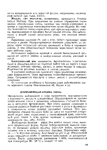 Мелкая, или полосатая, пятнистость, вызывается Erwinia lathyri Holland. При поражении на листьях образуются очень мелкие обособленные пятна, палевые или светло-коричневые в центре и окруженные темно-коричневым сухим ободком. На стеблях появляются светло-коричневые или красно-коричневые полосы, принимающие со временем более темный оттенок. Это заболевание в нашей стране встречается реже, чем крупная пятнистость.