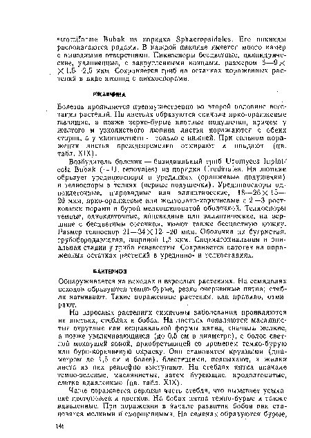 Обнаруживается на всходах и взрослых растениях. На семядолях всходов образуются темно-бурые, резко очерченные пятна; стебли загнивают. Такие пораженные растения, как правило, отмирают.