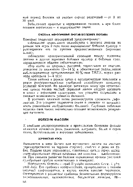 Заболевание приводит к изреживанию посевов, а при более позднем поражении — к недоразвитию семян.