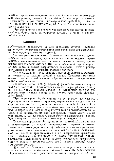 Самым ранним признаком бактериального поражения, проявляемым еще на всходах, считается появление на нижней стороне листьев влажно-водянистых, несколько угловатых пятен, приобретающих маслянистый вид. Иногда на всходах быстро отмирает точка роста и сильно разрастаются семядоли. Такой характер поражения принято называть «зеленой головой».