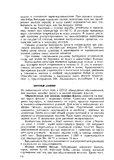 Обыкновенная, или зеленая, мозаика фасоли известна на многих видах фасоли и кормовых бобах. Симптомы заболеваний резко варьируют в зависимости от сорта, времени заражения и почвенно-климатических условий. Для начала заболевания наиболее типична хлоротичность листьев. Пораженные листья становятся жесткими, скручиваются и поникают, черешки их укорочены. Затем наступает общий хлороз растений и на листьях образуются пузыревидные вздутия. Края таких листьев закручиваются вниз. В результате рост растений задерживается.