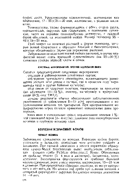 Гриб зимует на остатках растений в форме телиоспор, которые весной прорастают и образуют базидии с базидиоспорами, которые обеспечивают первичное заражение растений.