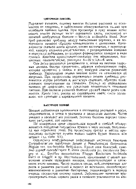 Внешне заболевание проявляется в отставании растений в росте, хлоротичности, а затем в увядании и засыхании листьев. Часто увядает и засыхает все растение, поэтому болезнь нередко называют увяданием, или вилтом.