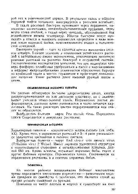 Характерный симптом — хлоротичность жилок листьев (цв. табл. XX). Кроме того, у пораженных растений в 3- --4 раза уменьшается количество цветоносов и головок цветков.