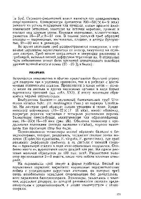 Встречается повсеместно и обычно представляет большую угрозу для люцерны как в условиях орошения, так и в районах с достаточным количеством осадков. Проявляется в конце июня — начале июля на листьях и других надземных органах в виде бурых порошащих урединий (цв. табл. XXI). К концу вегетации образуются черные телиопустулы.