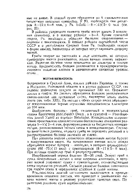 При .развитии желтой пятнистости пораженные листья буреют и закручиваются вверх. На почерневших пятнах после дождя образуются черные бугорки — апотеции, в которых формируются сумки (60—75ХЮ мкм) с сумкоспорами (8—11x5—6 мкм). При помощи сумкоспор гриб и распространяется.