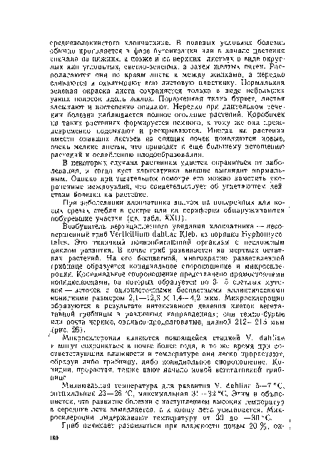 В некоторых случаях растениям удается оправиться от заболевания, и тогда куст хлопчатника внешне выглядит нормальным. Однако при тщательном осмотре его можно заметить укороченные междоузлия, что свидетельствует об угнетающем действии §олезни на растение.