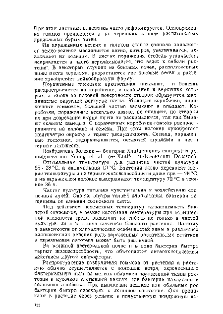 Чистая культура патогена чувствительна к воздействию солнечных лучей. Однако внутри тканей хлопчатника бактерии защищены от влияния солнечного света.