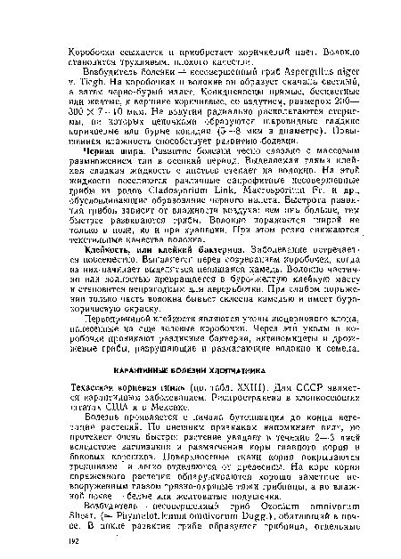 Техасская корневая гниль (цв. табл. XXIII). Для СССР является карантинным заболеванием. Распространена в хлопкосеющих штатах США и в Мексике.