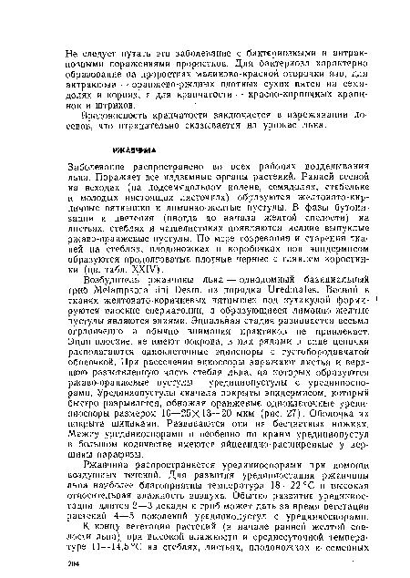 Заболевание распространено во всех районах возделывания льна. Поражает все надземные органы растений. Ранней весной на всходах (на подсемядольном колене, семядолях, стебельке и молодых настоящих листочках) образуются желтовато-кирпичные пятнышки и лимонно-желтые пустулы. В фазы бутонизации и цветения (иногда до начала желтой спелости) на листьях, стеблях и чашелистиках появляются мелкие выпуклые ржаво-оранжевые пустулы. По мере созревания и старения тканей на стеблях, плодоножках и коробочках под эпидермисом образуются продолговатые плотные черные с глянцем коростин-ки (цв. табл. XXIV).