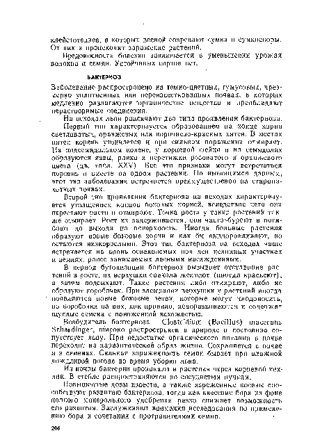 На всходах льна различают два типа проявления бактериоза.