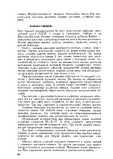 Цветение и плодоношение льняной повилики очень растянуты. Семена ее после созревания легко прорастают без периода покой; осыпаясь на почву при уборке урожая, они прорастают еще осенью.