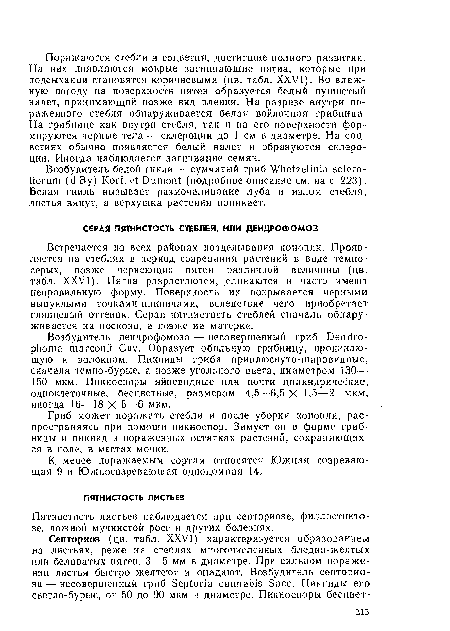 Пятнистость листьев наблюдается при септориозе, филлостикто-зе, ложной мучнистой росе и других болезнях.