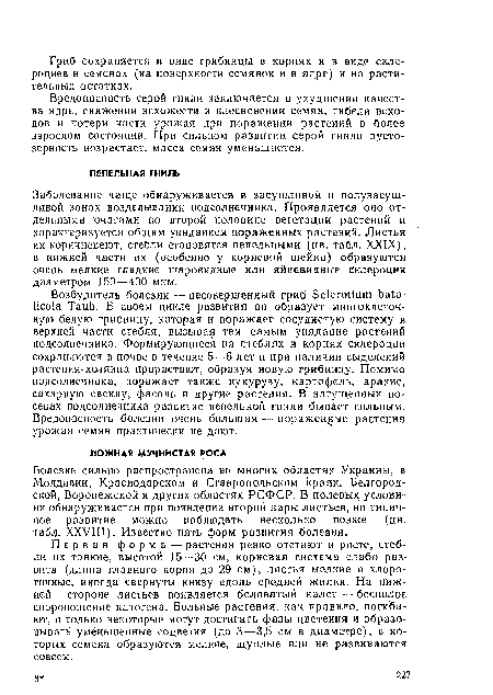 Вредоносность серой гнили заключается в ухудшении качества ядра, снижении всхожести и плесневении семян, гибели всходов и потери части урожая при поражении растений в более взрослом состоянии. При сильном развитии серой гнили пусто-зерность возрастает, масса семян уменьшается.