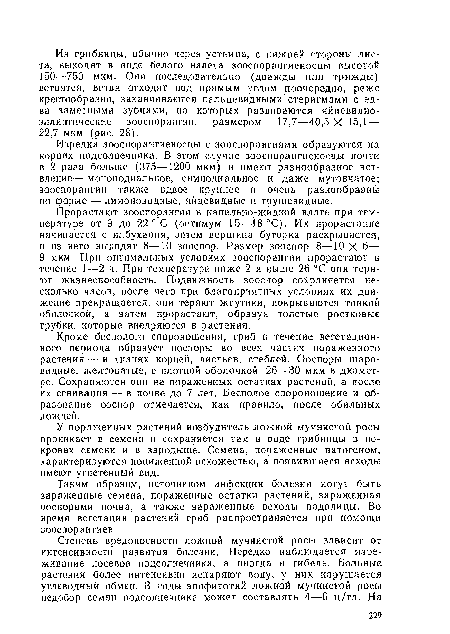 Кроме бесполого спороношения, гриб в течение вегетационного периода образует ооспоры во всех частях пораженного растения — в тканях корней, листьев, стеблей. Ооспоры шаровидные, желтоватые, с плотной оболочкой, 26—30 мкм в диаметре. Сохраняются они на пораженных остатках растений, а после их сгнивания — в почве до 7 лет. Бесполое спороношеиие и образование ооспор отмечается, как правило, после обильных дождей.