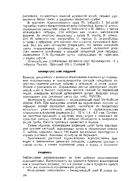 Относительно устойчивыми являются сорт Армавирский 14 и гибриды Рассвет, Одесский 103 и Степной 81.