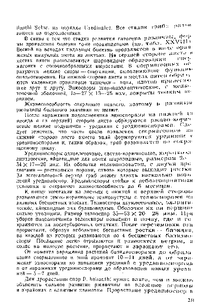 Жизнеспособность сохраняют недолго, поэтому в ри »ниi ин ржавчины большого значения не имеют.