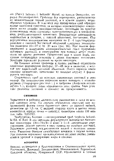 Выявляется в районах достаточного увлажнения и чаще во второй половине лета. На листьях образуются округлые или неправильной формы пятна буроватого цвета со светлой каймой, диаметром до 0,5 см. С верхней стороны листа в местах пятен появляются черные точки — пикниды, диаметром около 150 мкм (цв. табл. XXVIII).