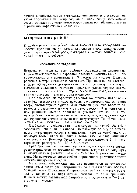 При заболевании взрослых растеиий на стеблях появляются сине-фиолетовые или темные полосы, распространяющиеся снизу вверх, листья теряют тургор. При сильном развитии болезни пораженные растения усыхают и не дают урожая. При менее сильном развитии болезни чернеют и усыхают отдельные кисти, их коробочки также усыхают и часто опадают, в сохранившихся же коробочках семена щуплые или отсутствуют. Такой тип поражения часто называют сухой гиилыо соплодий.