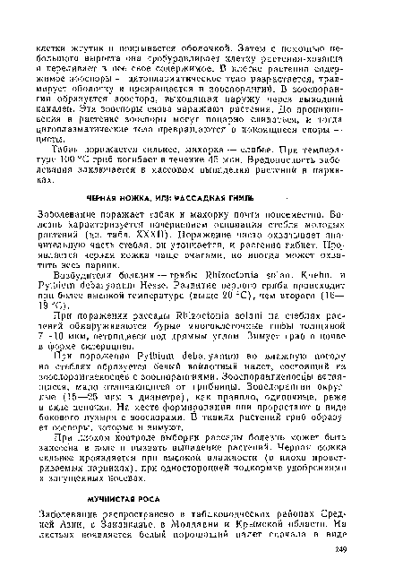 Табак поражается сильнее, махорка — слабее. При температуре 100 °С гриб погибает в течение 45 мин. Вредоносность заболевания заключается в массовом выпадении растений в парниках.