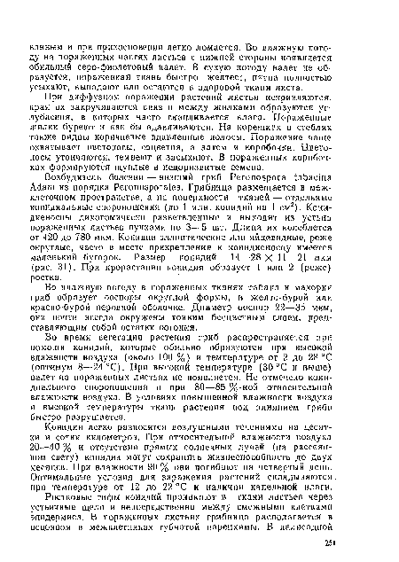 Во время вегетации растения гриб распространяется при помощи конидий, которые обильно образуются при высокой влажности воздуха (около 100 %) и температуре от 2 до 28 °С (оптимум 8—24 °С). При высокой температуре (30 °С и выше) налет на пораженных листьях ие появляется. Не отмечено кони-диального спороношения и при 80—85 %-ной относительной влажности воздуха. В условиях повышенной влажности воздуха и высокой температуры ткань растения под влиянием гриба быстро разрушается.