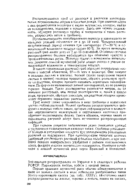 В тканях зараженных растений гриб образует шаровидные оос-поры с толстой оболочкой, 27—38 мкм в диаметре. Ойи зимуют в опавших листьях и шишках. Весной (после разрушения тканей листьев и шишек) ооспоры прорастают, образуя ростковую трубку со вздутием, которое принято называть первичным зооспорангием. По форме он напоминает летний зооспорангий, но по размеру гораздо больше. Такие зооспорангии разносятся ветром, но на меньшие расстояния, чем летние зооспорангии и, попав в каплю воды, прорастают, образуя зооспоры, посредством которых происходит первичное заражение растений.